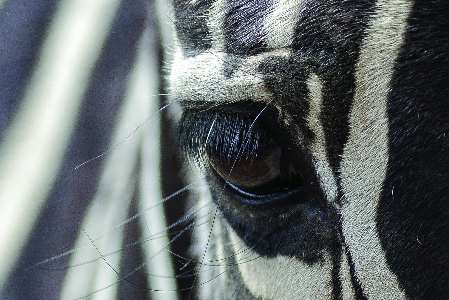 Photography by Lubaa for DesignCrowd (Community Contests) | Design #15529756
