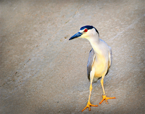 Logo Design by Cordell Photographic Imaging for Heron Development LLC | Design: #2668209