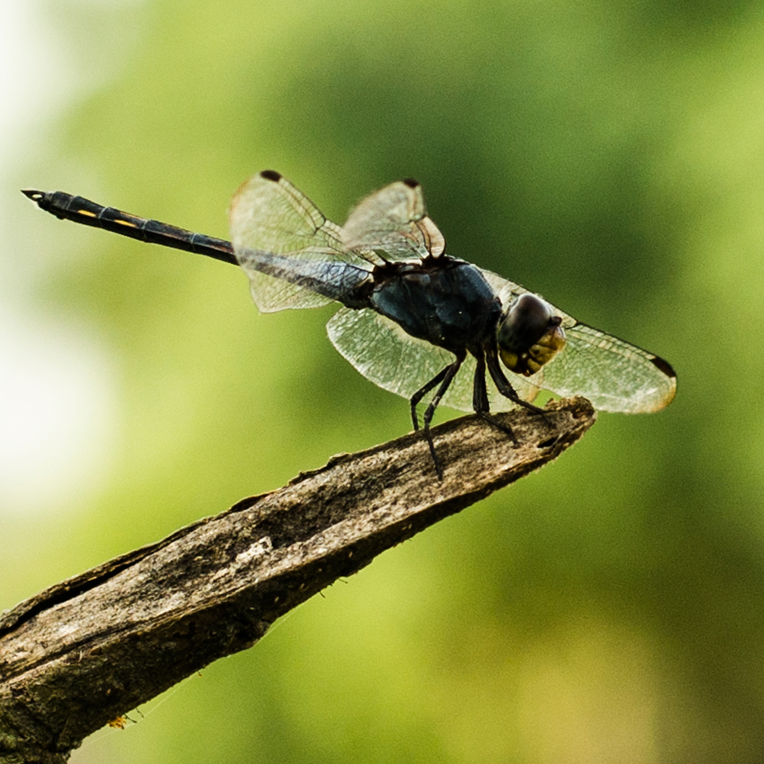 Photography by sakina 4 for DesignCrowd (Community Contests) | Design #15869098