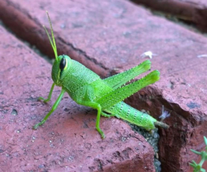 Photography by Kheicee KC