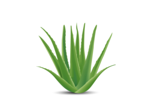 Vector Design by MSMdesigner for this project | Design: #15986117