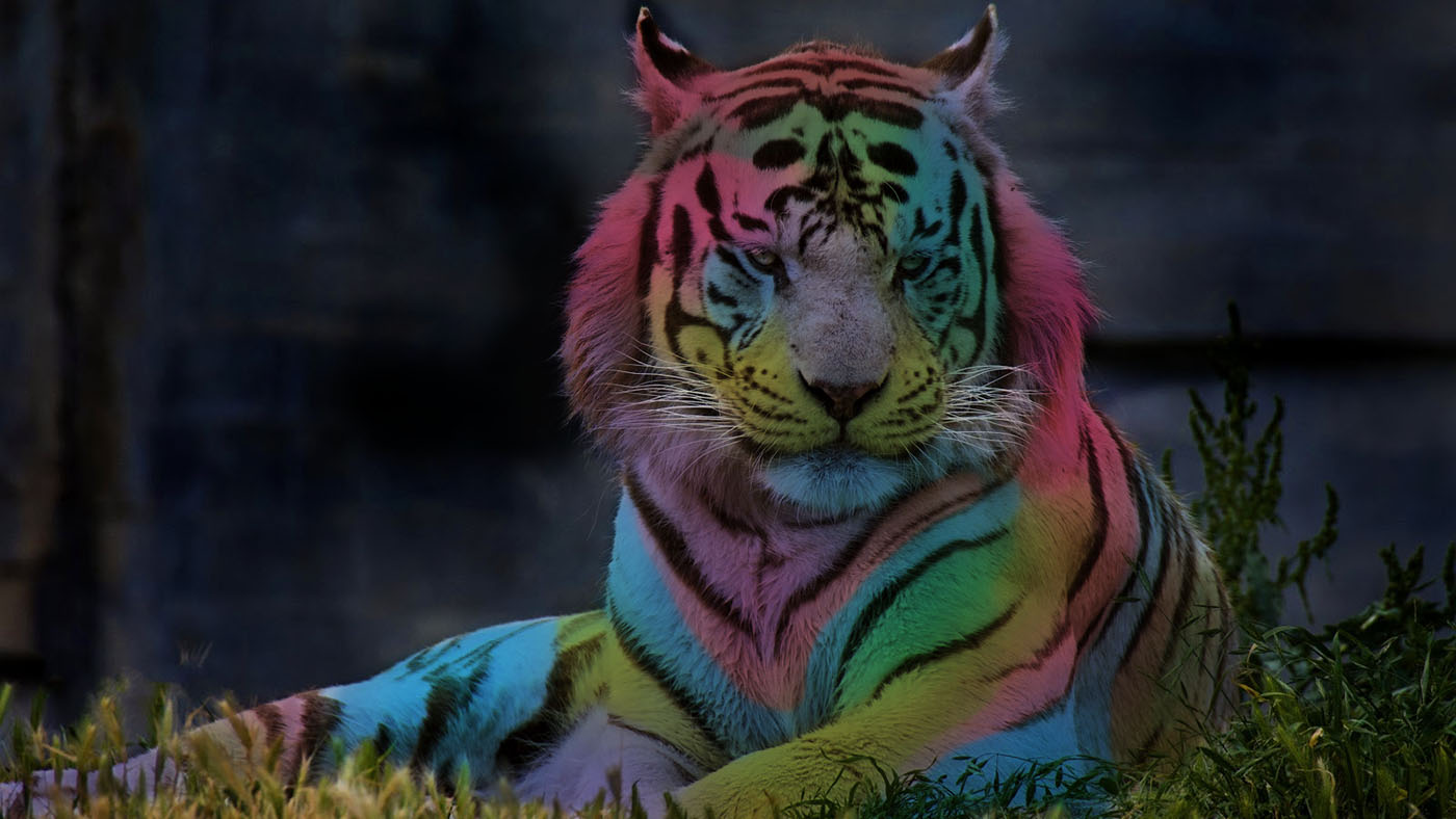 Photoshop Design by Angus Grafik Co. for DesignCrowd (Community Contests) | Design #16056139