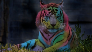 Photoshop Design by Angus Grafik Co.