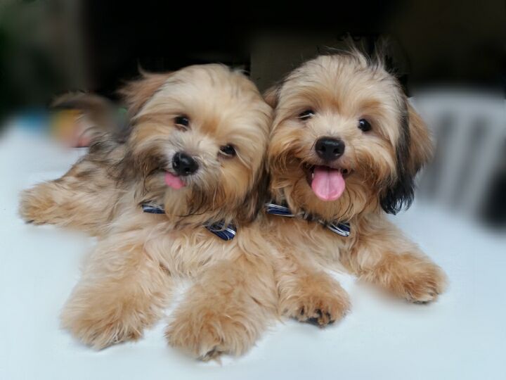 Photography by Kheicee KC for DesignCrowd (Community Contests) | Design #16102203