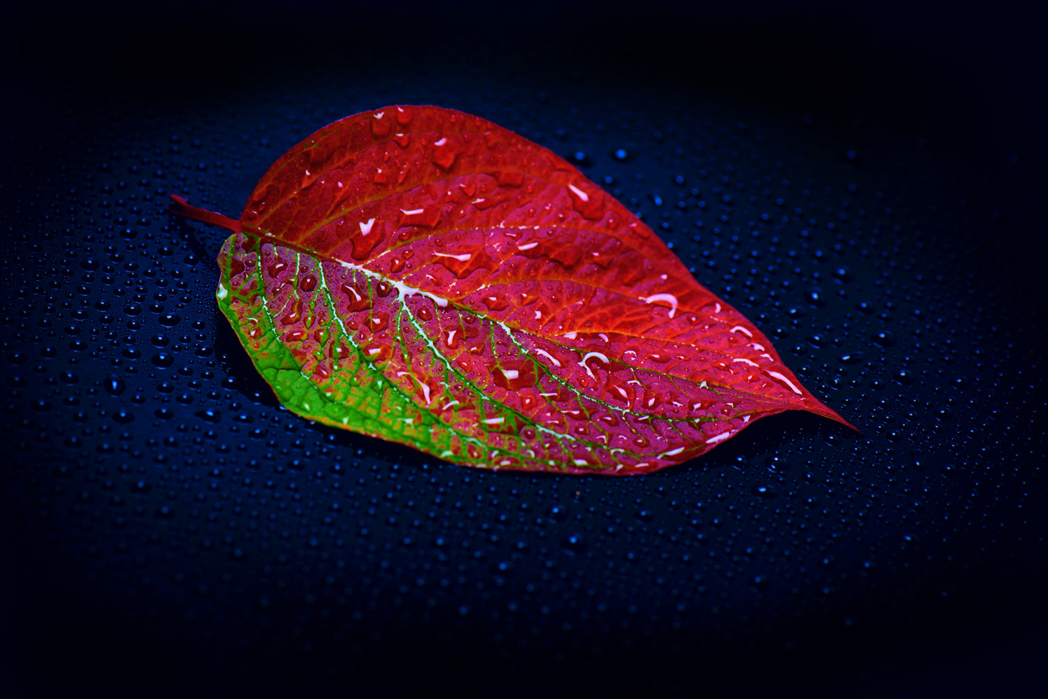 Photography by himma for DesignCrowd (Community Contests) | Design #16210386