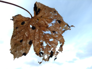 Photography by jana85