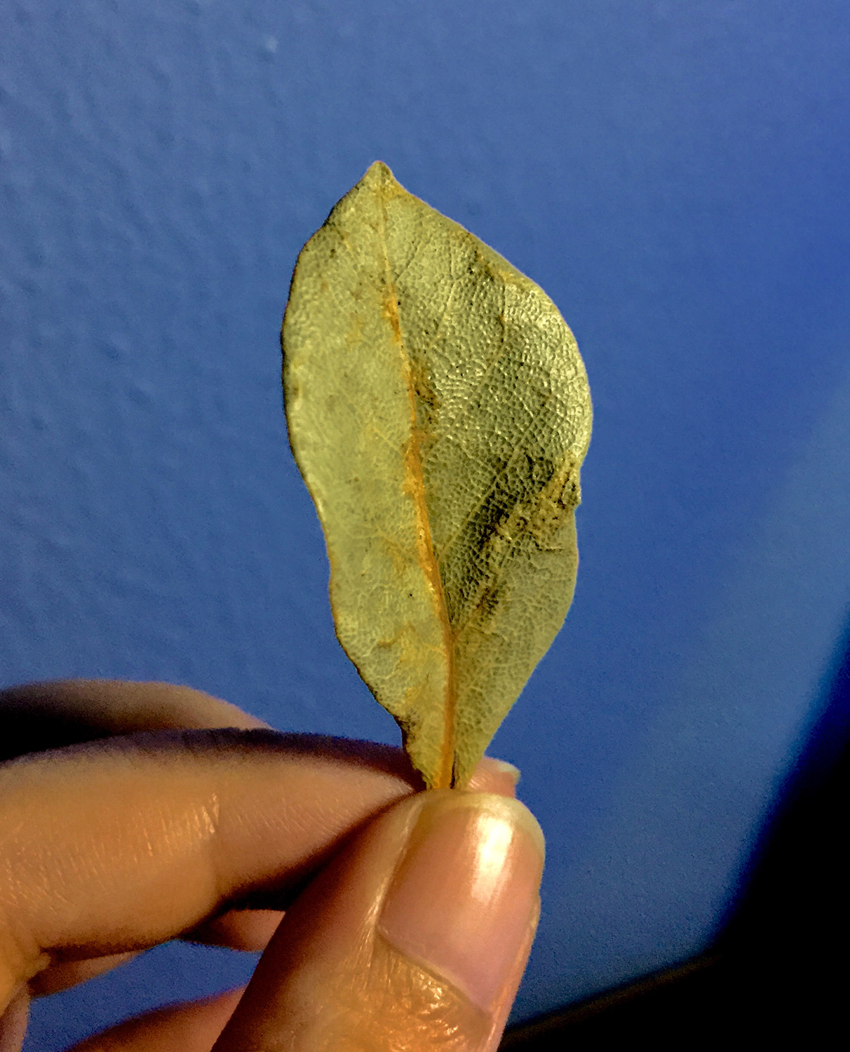 Fotografía por Likhang Mawieshams para DesignCrowd (Community Contests) | Diseño #16178285