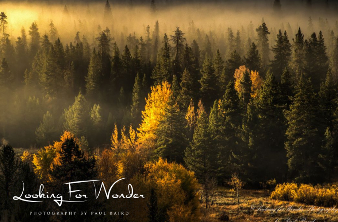 Logo Design by GLDesigns for Pinnacle Chiropractic and Spinal Rehabilitation Inc | Design #16142586