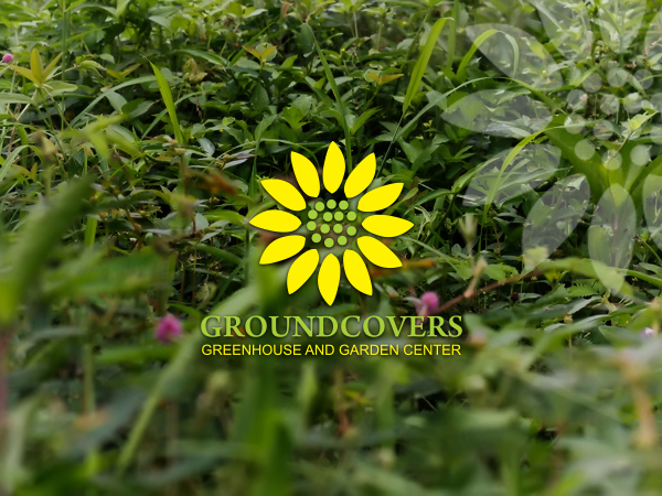 Logo Design by rastf2day for Groundcovers Greenhouse | Design #16524267