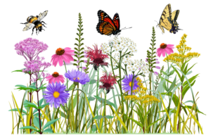 Educational signage for pollinator garden | Illustration Design by julia.gnedina
