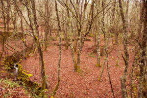 Photography by alicina