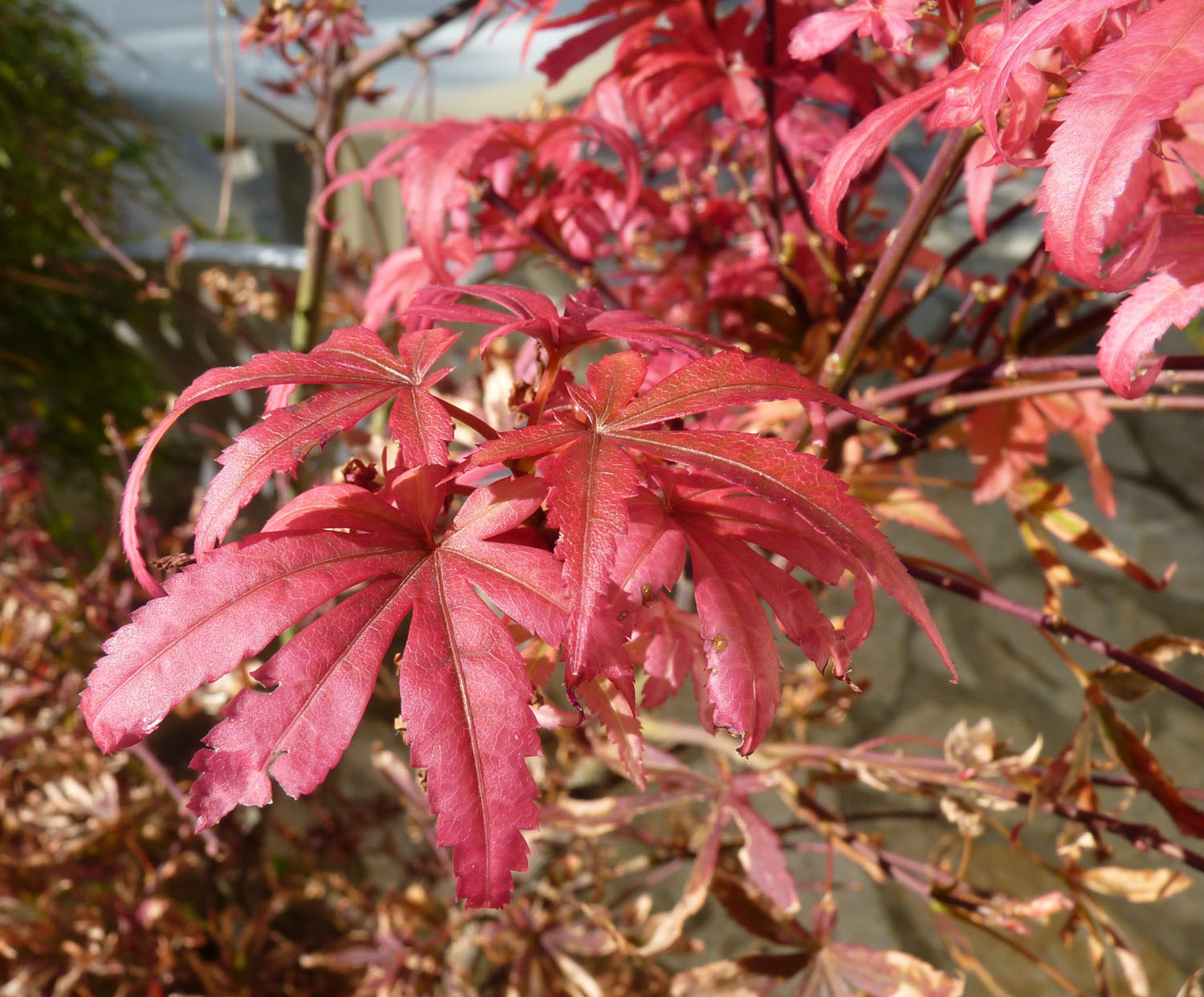 Photography by Fibule for DesignCrowd (Community Contests) | Design #16650564