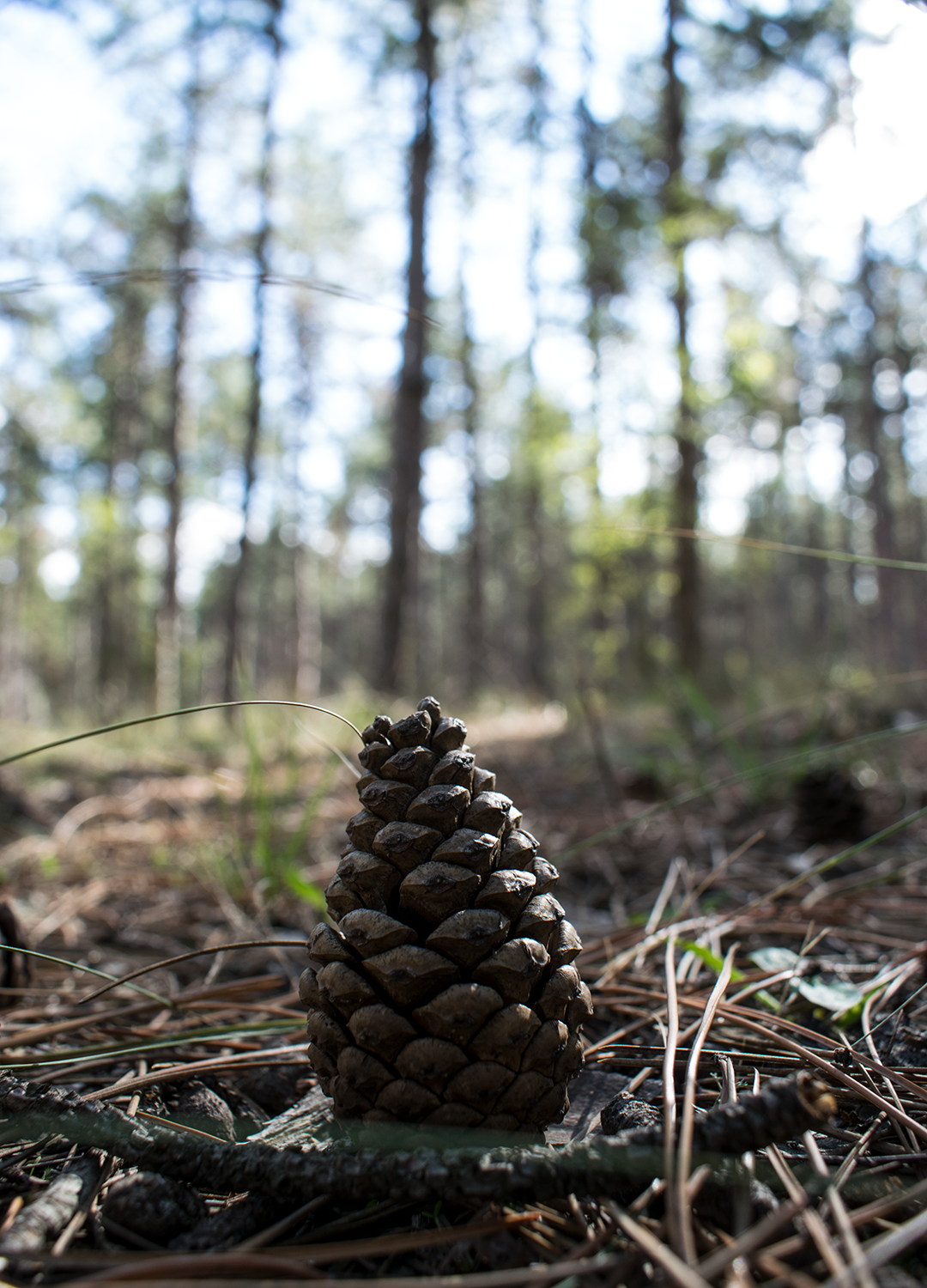 Photography by MitrevDesign for DesignCrowd (Community Contests) | Design #16706986