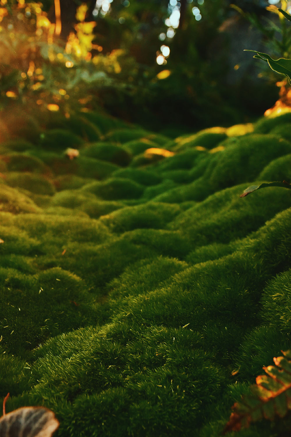 Fotografía por Patootsie_rolls para DesignCrowd (Community Contests) | Diseño #16737408