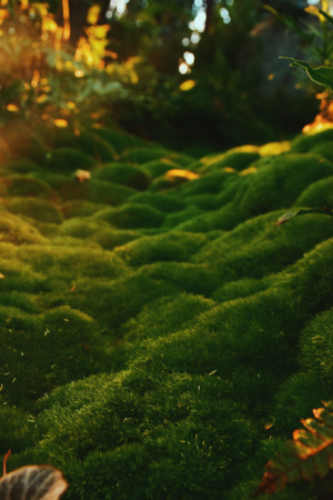 Photography by Patootsie_rolls