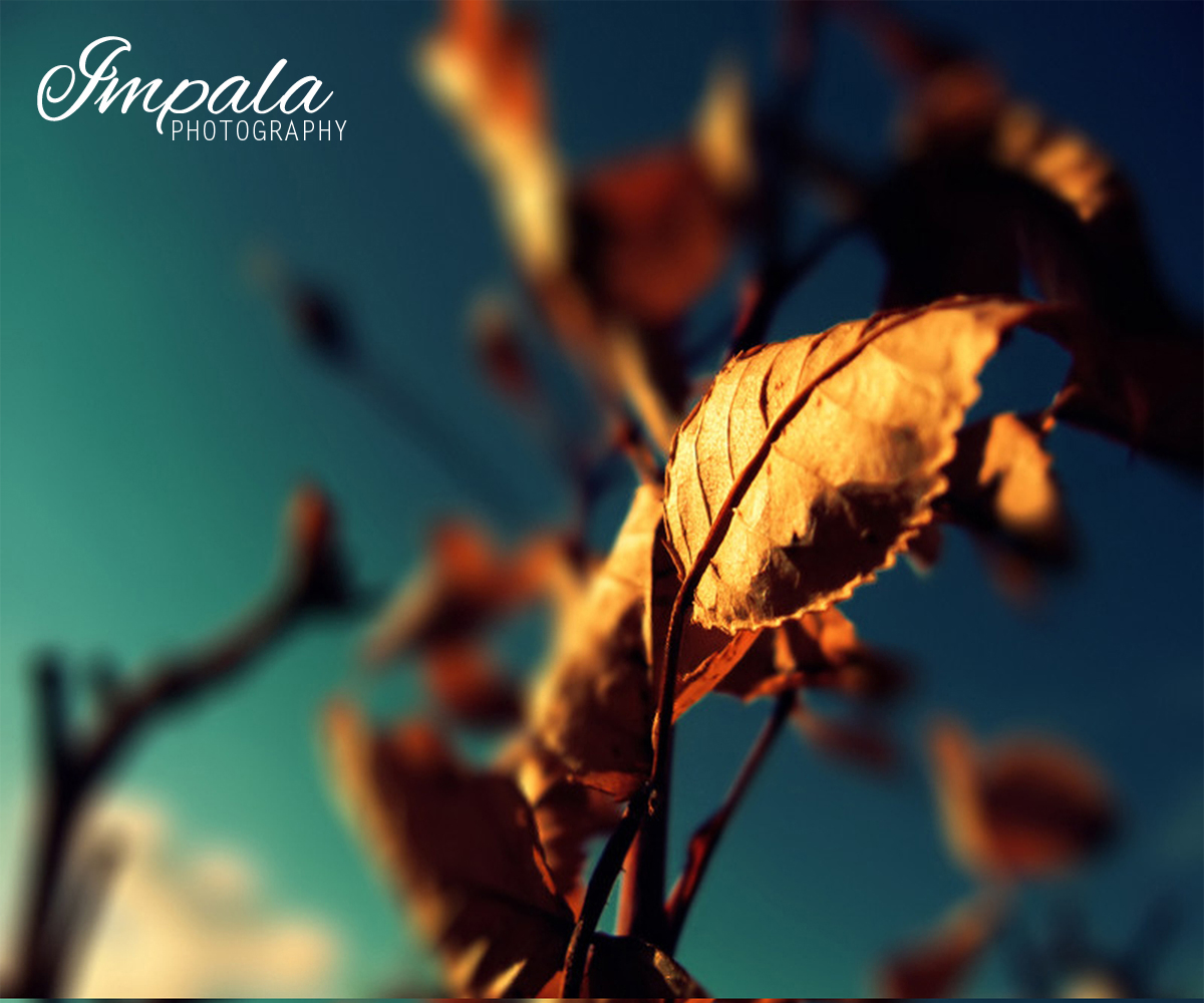 Logo Design by Shank for this project | Design #2723620