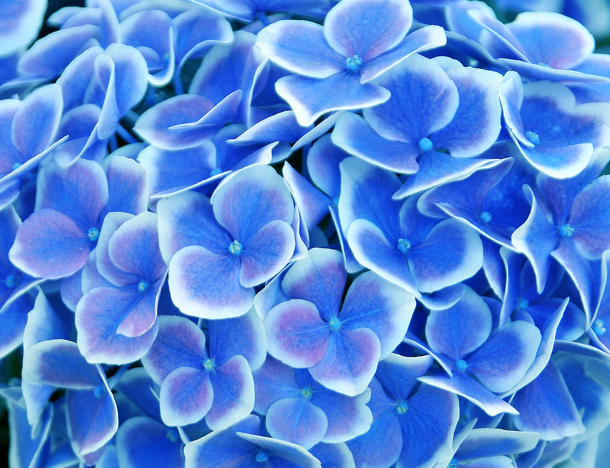 Photographie par alicina pour DesignCrowd (Community Contests) | Design #16814299