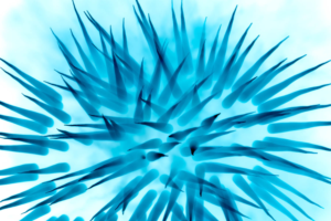 Photography by Peter Panda