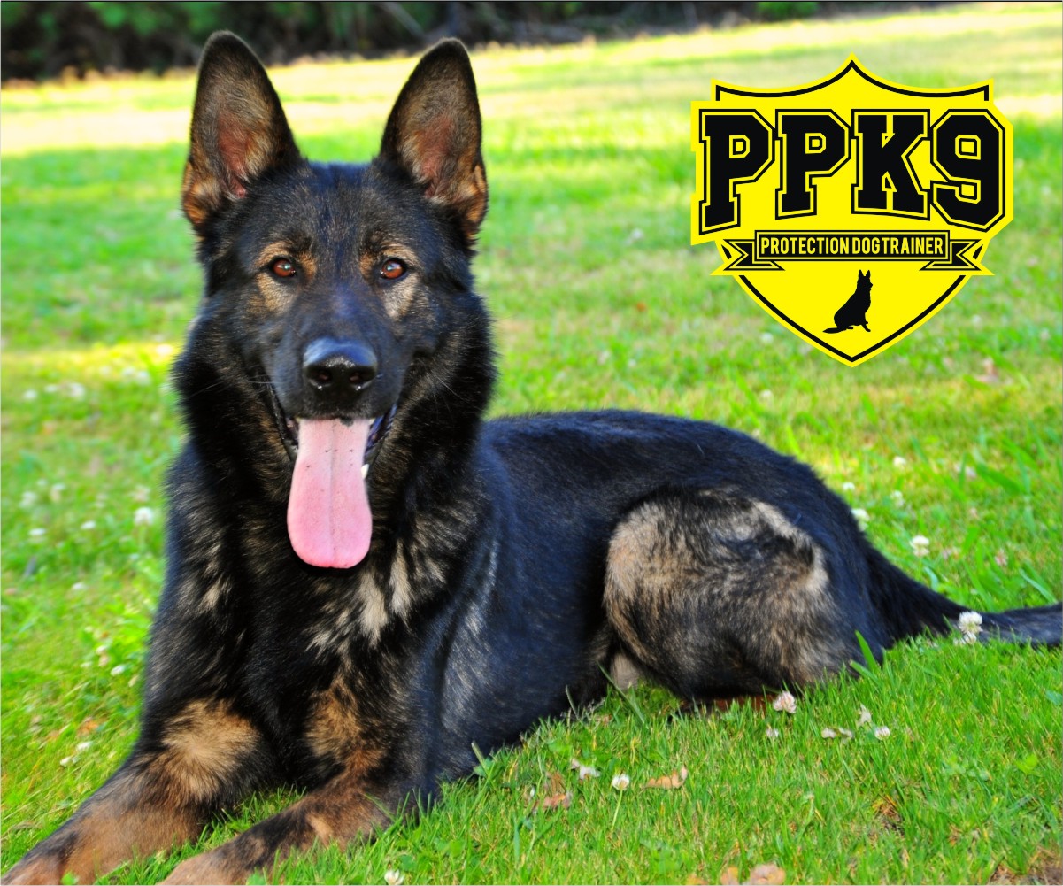 Logo Design by fathermonstercustom for this project | Design #2834232