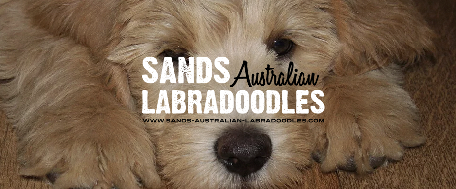 Logo Design by creativea for Catch & Chace | Design #16899570