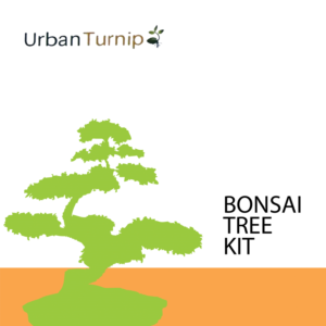 Package Design for  a  Grow Your Own Bonsai tree kit | Packaging Design by Emmanuel Creations
