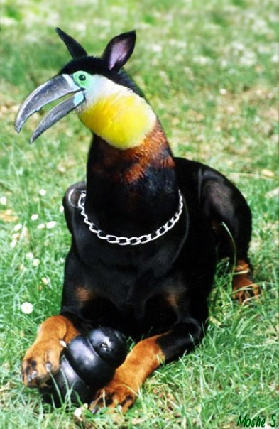 Photoshop Design by Moshik for DesignCrowd (Community Contests) | Design #17062421