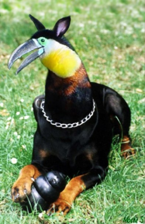 Photoshop Design by Moshik