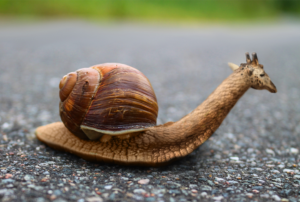 Photoshop Design by Rao Rao Studio