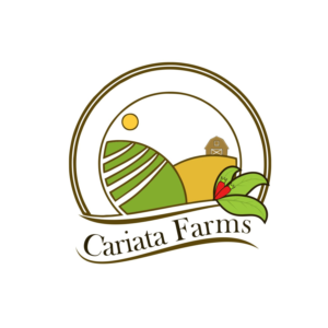 Logo Design by Motion studio