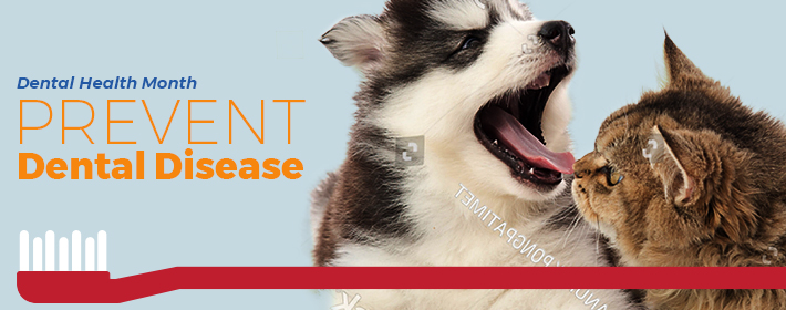 Diseño De Banner Publicitario por MIND para Acumenex Veterinary Solutions | Diseño #17179736