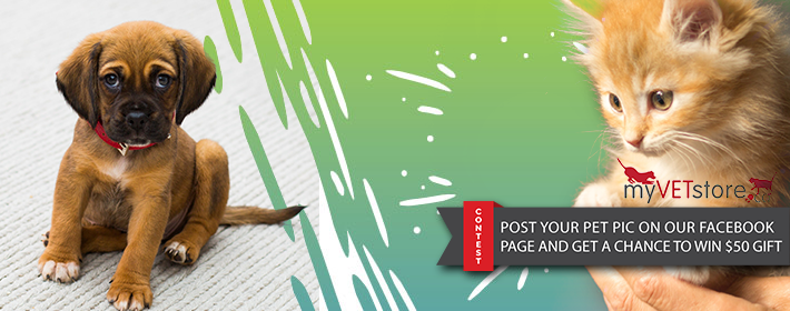 Banner Ad Design by Shoaib'As for Acumenex Veterinary Solutions | Design #17177686