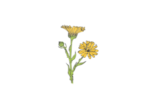 Design de Logo par [n]visionDesign pour Joyful Marigold | Design #17121660