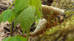 Photography by aclone