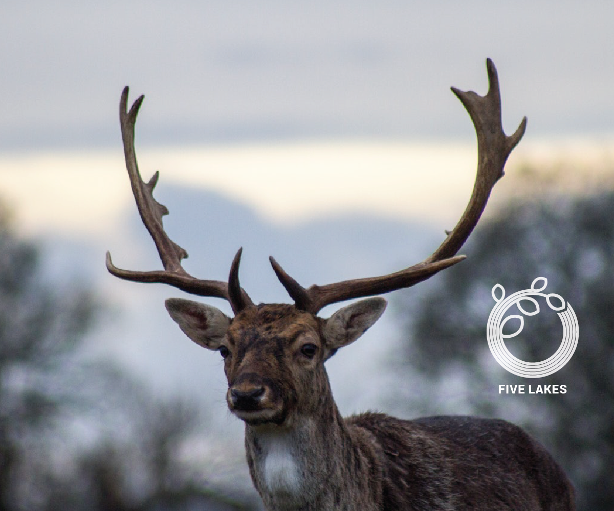 Logo Design by Nizam 73 for this project | Design #17264948