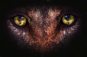 Yearbook Cover Illustration - Wolf | Book Cover Design by Wally_F