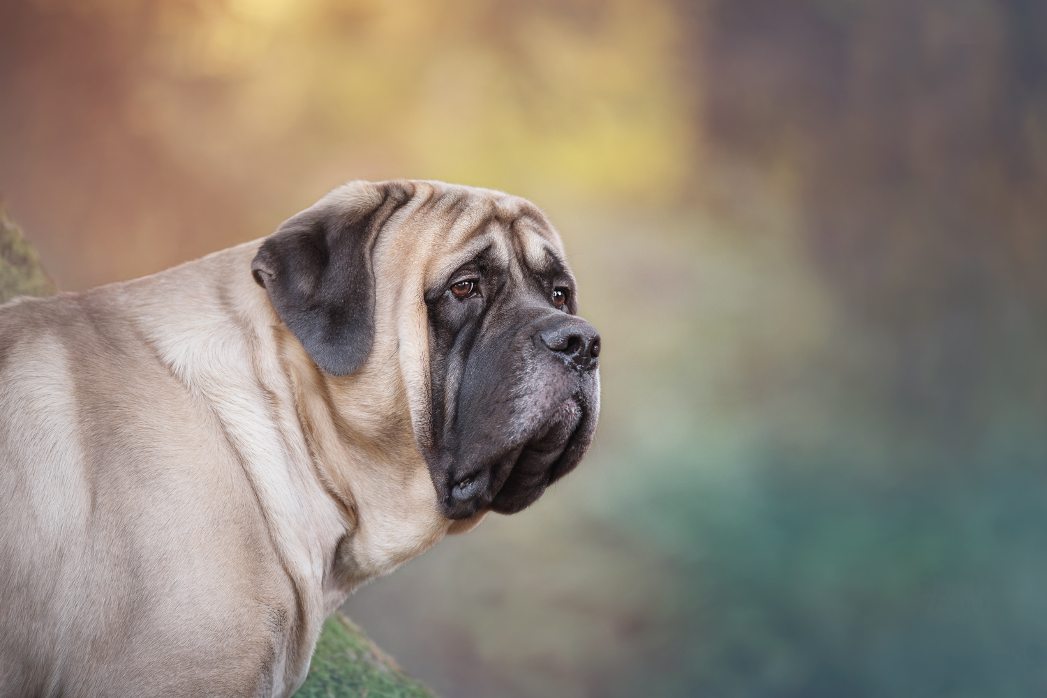 Photography by Claudita for DesignCrowd (Community Contests) | Design #17407138