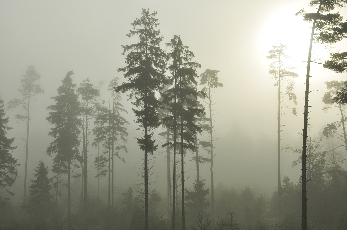 Photography by DashaZh for DesignCrowd (Community Contests) | Design #17493716