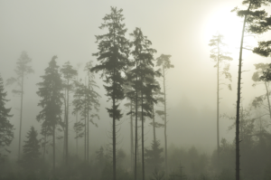 Photography by DashaZh