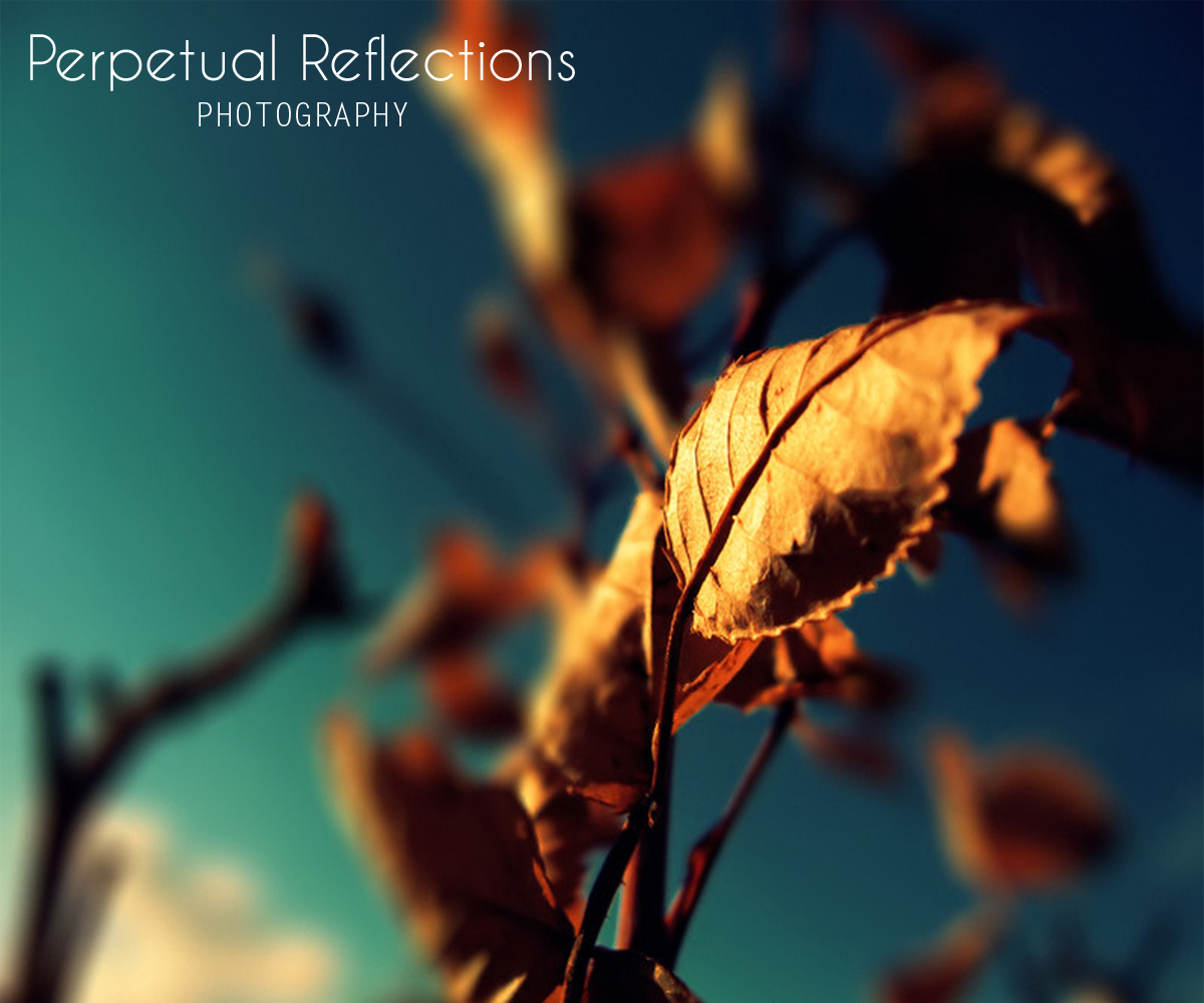 Logo Design by Shank for this project | Design #2723563