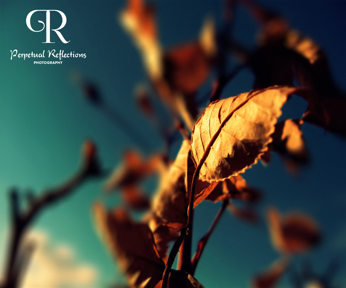 Logo Design by Shank for this project | Design #2726256