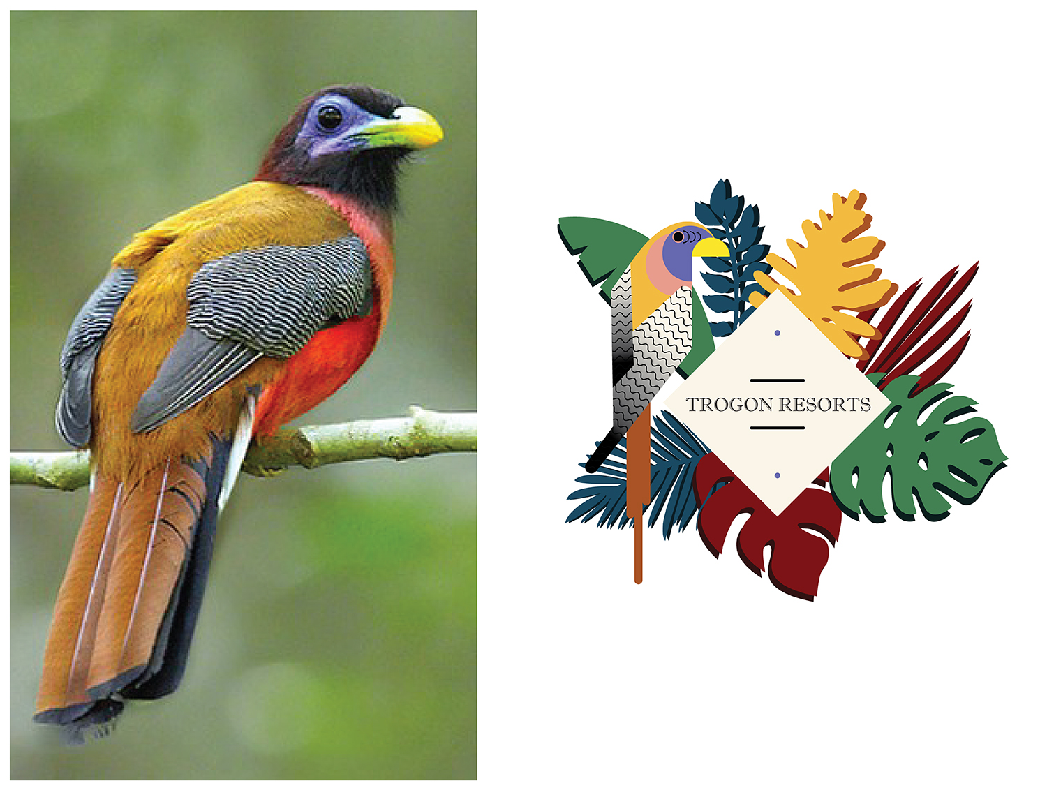 Logo Design by Andy Zahn for Trogon Resorts, Inc | Design #17638522