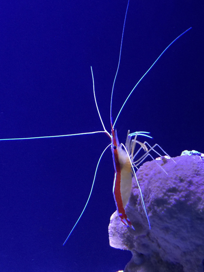 Photographie par Chandler pour DesignCrowd (Community Contests) | Design #17803954