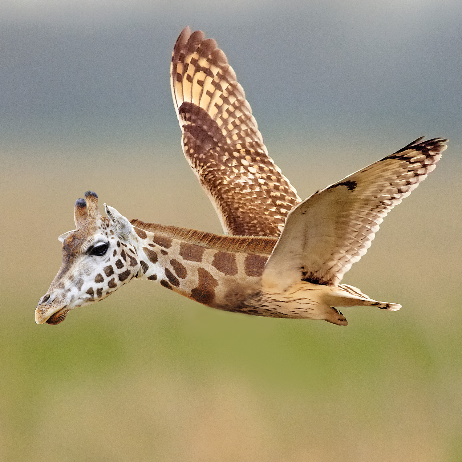 Photoshop Design by JJ98 for DesignCrowd (Community Contests) | Design #17764389