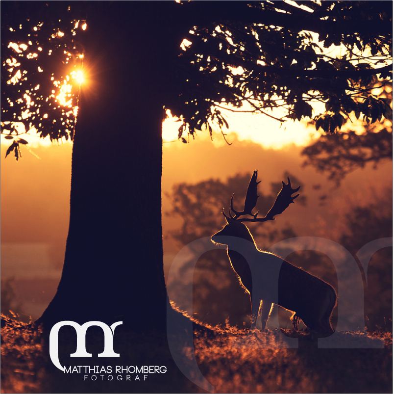 Design de Logo par Hivecomm pour Matthias Rhomberg . fotograf | Design #2776481