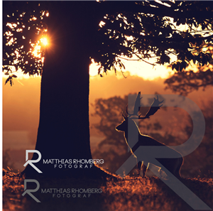Logo Design by Hivecomm for Matthias Rhomberg . fotograf | Design: #2776550