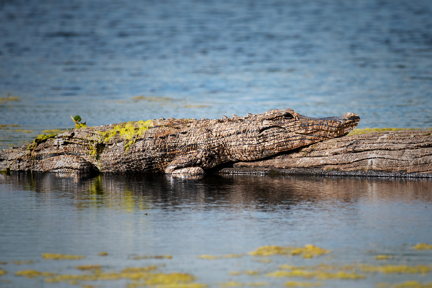 Photoshop Design by Manson Nellum for DesignCrowd (Community Contests) | Design #18385027