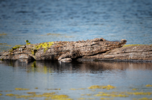 Photoshop Design by Manson Nellum