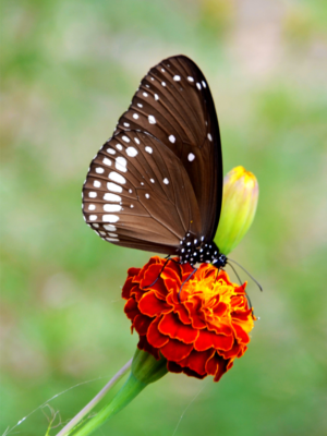 Photography by rajasree das