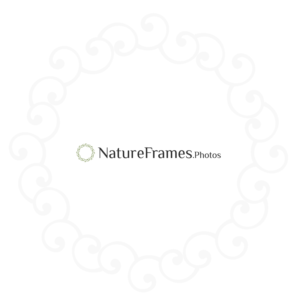 NatureFrames.Photos | Design de Logo par logo_s