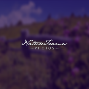 Logo Design by deniz gunawan for this project | Design #18453437